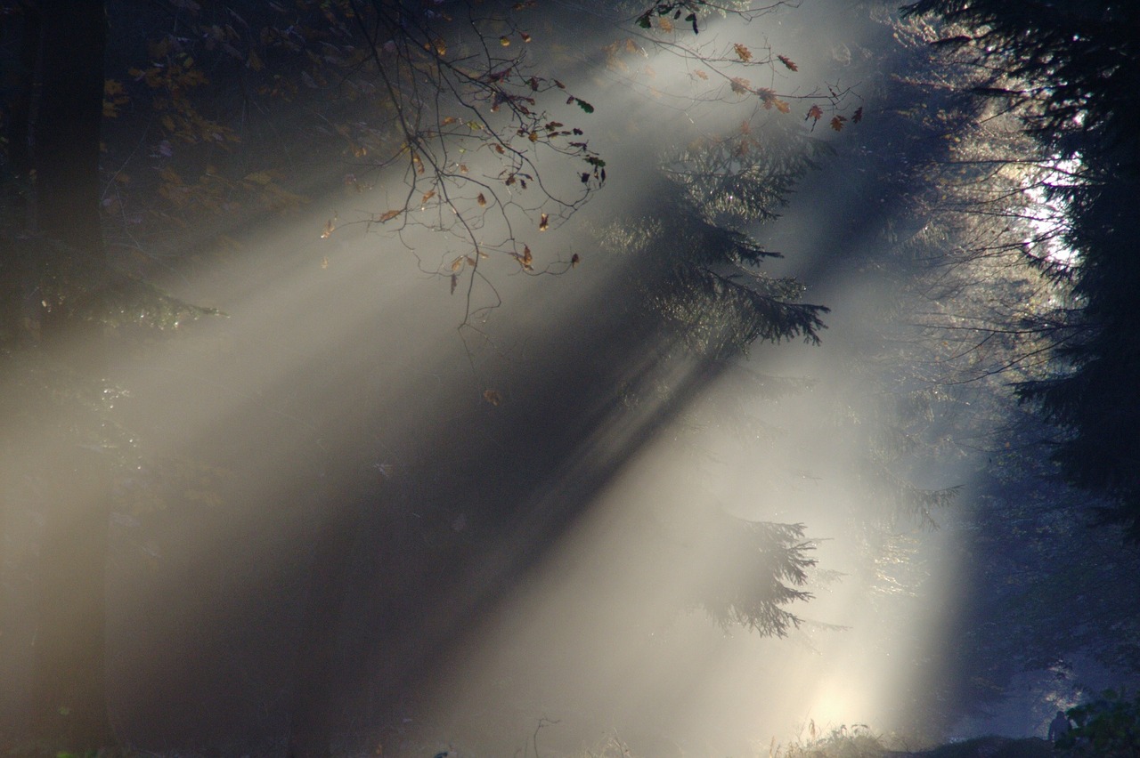 Sonnenstrahlen brechen durch einen nebligen Wald