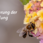 Bewahrung der Schöpfung