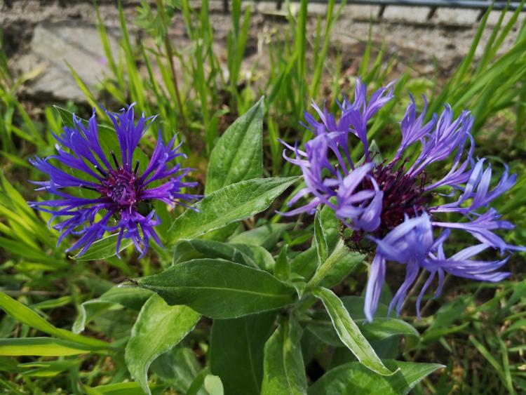Blumen im Garten der Kita Friedenskirche