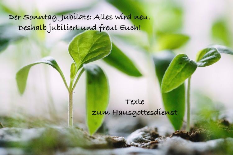 Aufkeimende Pflanzen zum Sonntag Jubilate